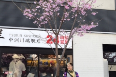 Early Cherry Blossoms
