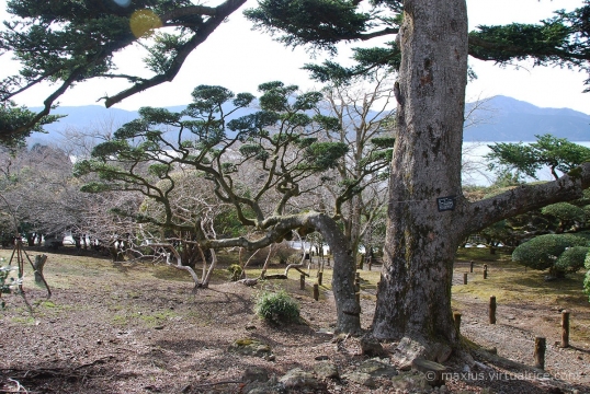 Lollipop tree
