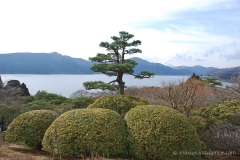 Another manicured tree
