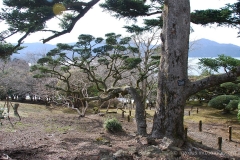 Lollipop tree