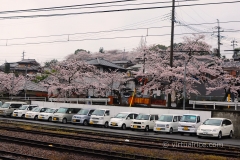 Cherry blossoms.