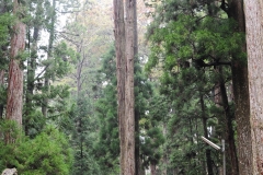 Not sure how old these trees are.