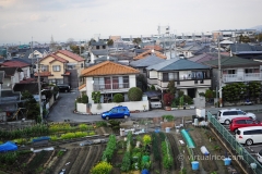 Suburban vegie garden