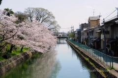 Random cherry blossom tree