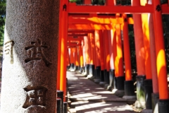 Torii Gates