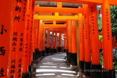 Torii Gates