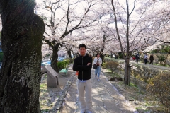 Sakura blossoms at the Philosopher's Path