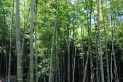 Bamboo Forest, Arashiyama