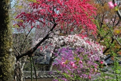 Cherry blossoms