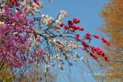 Triple cherry blossoms