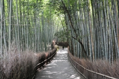 Bamboo Forest, Arashiyama