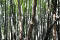 Bamboo Forest