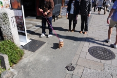 Tiny doggo