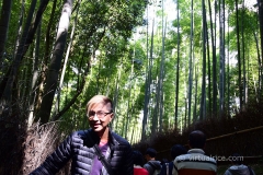 Arashiyama Bamboo Forest