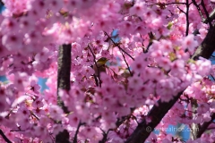 Birds n Blooms
