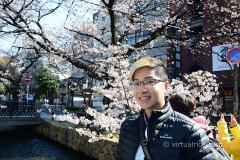 Morning Sakura