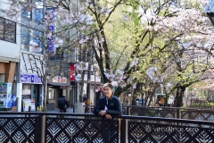 Morning Sakura