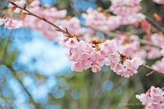 Cherry / Plum Blossom