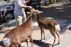 Hungry Deer
