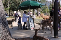 The deer really love their biscuits