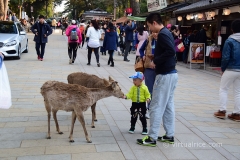 Oh deer.