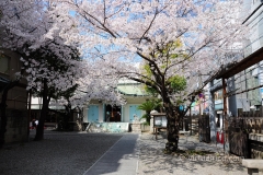 Random Cherry Blossoms