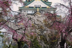 Osaka Castle amongst cherry blossoms