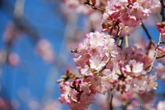 Plum Blossom in Ueno Park