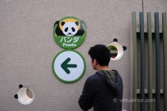 Someone wanted to see the Pandas