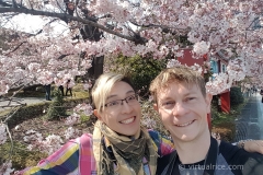 Cherry Blossoms!