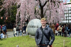 One lone Cherry Blossom Tree