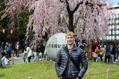 One lone Cherry Blossom Tree