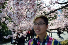 Sakura Blossoms
