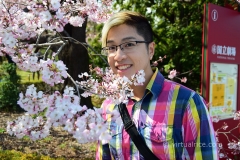 Sakura Blossoms