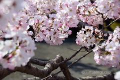 Sakura Blossoms