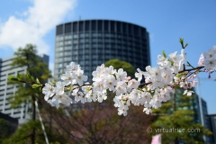 Sakura Blossoms