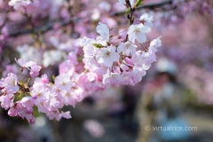 Sakura Blossoms