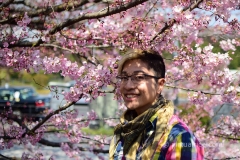 Sakura Blossoms