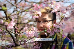 Sakura Blossoms