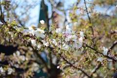 Sakura Blossoms