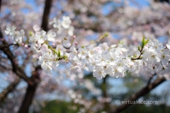 Small white Sakura