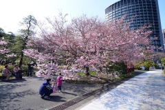 A small patch of early blossoming Sakura