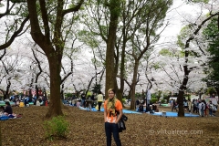 Getting drunk among the Sakura