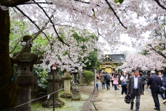 More Cherry Blossoms