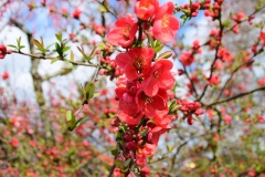 Blossom